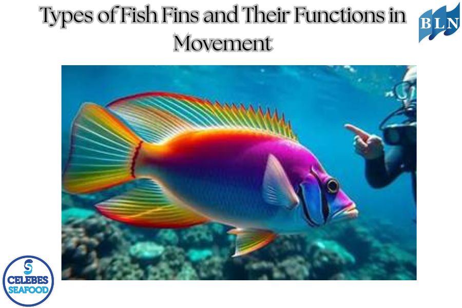 Types of Fish Fins and Their Functions in Movement